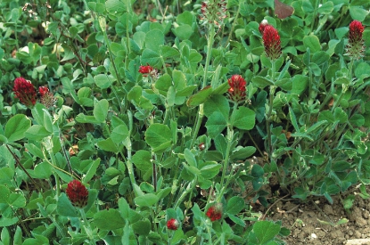 Picture of Crimson Clover